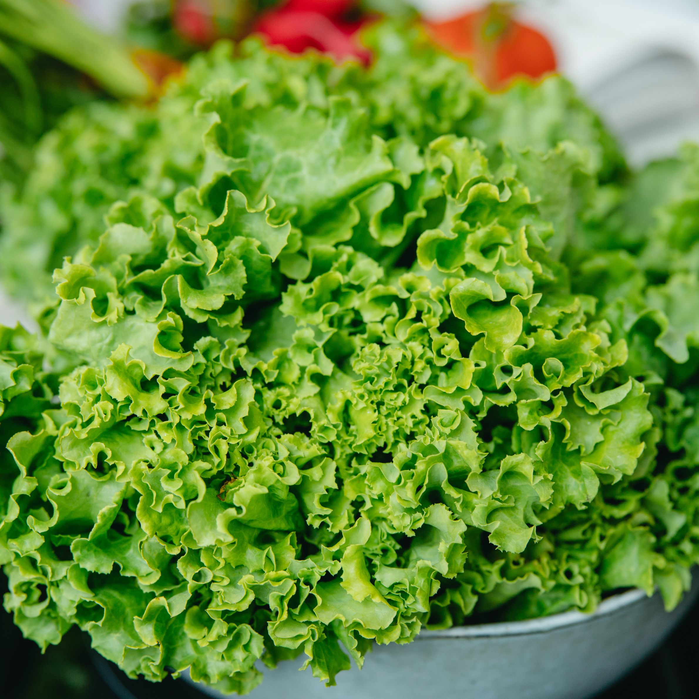 fresh lettuce